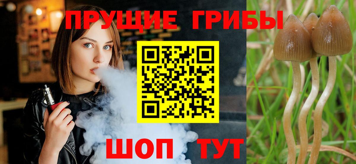 Галлюциногенные грибы Psilocybe  Вход с VPN  Качканар 